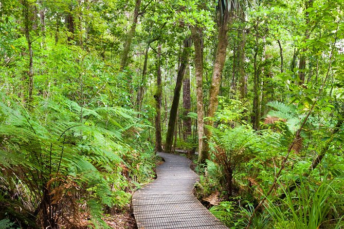 Bay of Islands Shore Excursion: Puketi Rainforest Guided Walk - Hiking Highlights and Features
