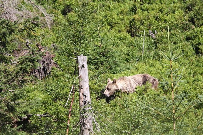 Bearwatching Hiking Day Tour in High Tatras From Poprad - Additional Tour Information