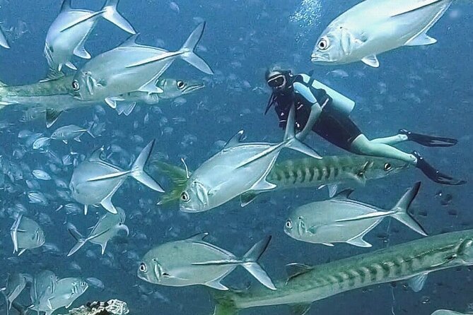 Become Certified Diver in 3 Days - PADI Open Water Diver Course on Koh Tao - Key Highlights