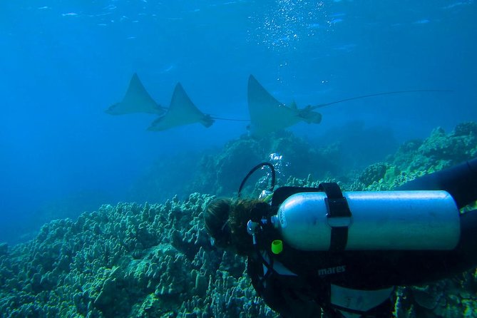 Beginner Scuba Dive in Lahaina (Swimming Ability Required) - Transportation and Accessibility