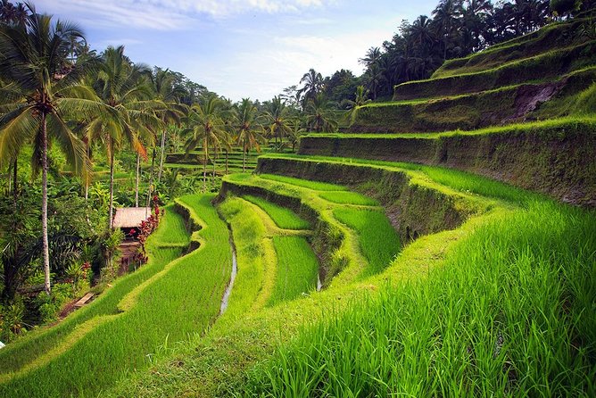 Best of Central Bali: Waterfall, Elephant Cave & Rice Fields - Transportation and Pickup Details