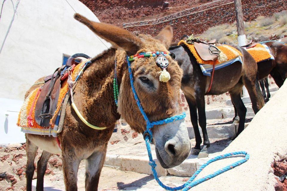 Best of Rhodes & Lindos - First Time Visitors- Half Day Tour - Customization Options for Tour