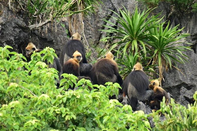 BEST SELLER 3-Day Halong Bay Cruise, Lan Ha, Cat Ba National Park - Confirmation and Accessibility