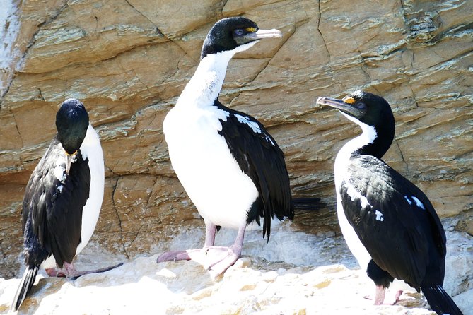 Bird Watching and Dolphin Eco-Tour From Picton - Booking and Cancellation Policy