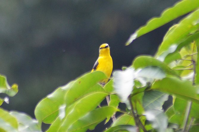 Bird Watching Doi Inthanon - Customer Reviews and Feedback