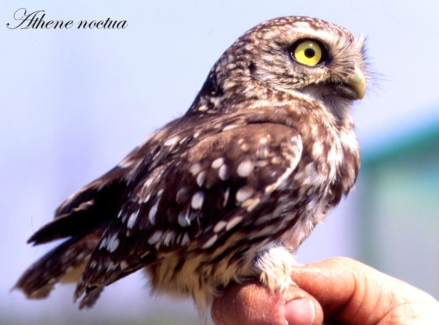 BIRDWATCHING IN AOSTA'S VALLEY - Exploring the Natural Beauty