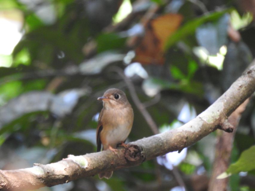 Birdwatching in Kochi - Local Conservation Efforts