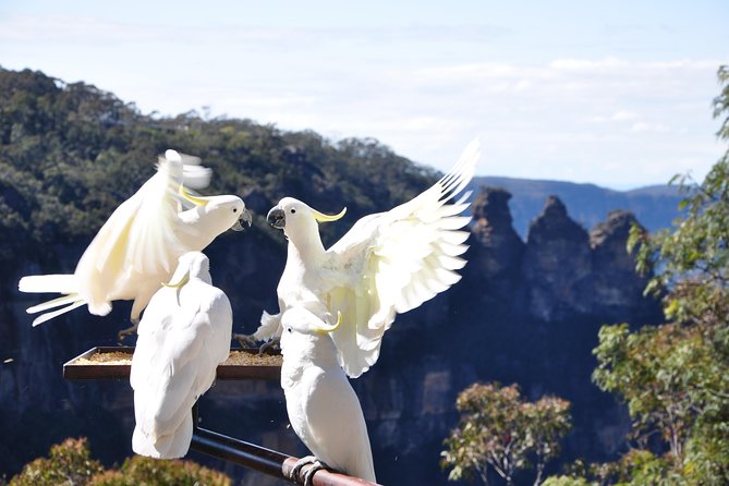 Blue Mountains Small-Group Tour From Sydney With Scenic World,Sydney Zoo & Ferry - Customer Reviews and Feedback