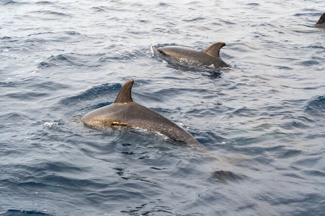 Boat Tour: Cave Tour on The North Coast - Booking and Cancellation Policy