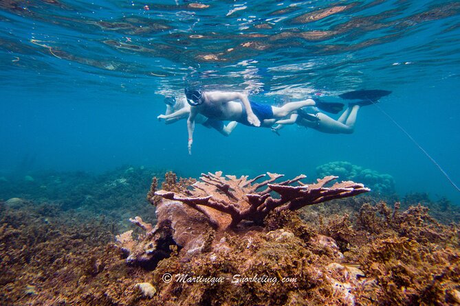 Boat Trip for Snorkeling Discovery of Corals - Pricing and Cancellation Policy