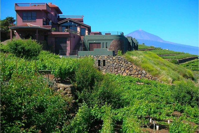 Bodegas Monje Winery Ticket W/Wine Tasting & Mojo Sauce Workshop - Hands-on Cooking Class