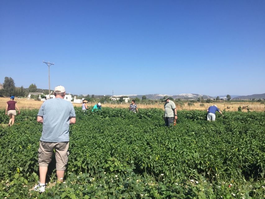 Bodrum Market Visit and Cooking Class - Customer Reviews and Ratings