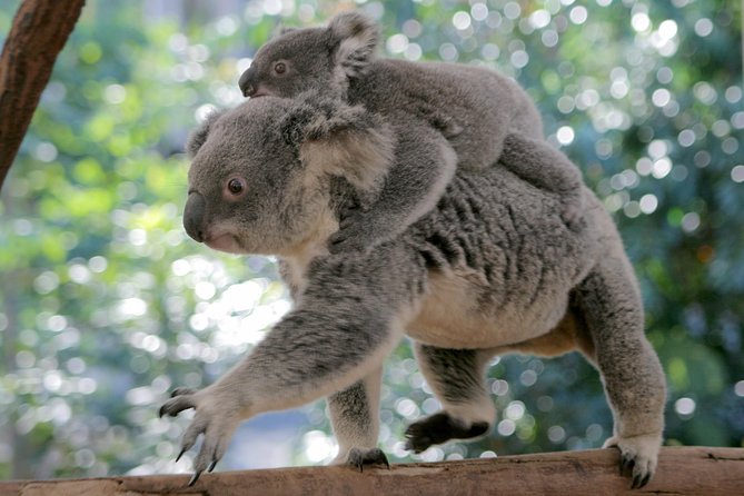 Brisbane River Cruise With Entry to Lone Pine Koala Sanctuary - Wildlife Encounter Opportunities