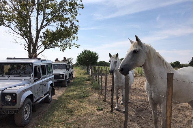 Camargue 4x4 Safari 2 Hours Saintes Maries De La Mer - Accessibility and Restrictions