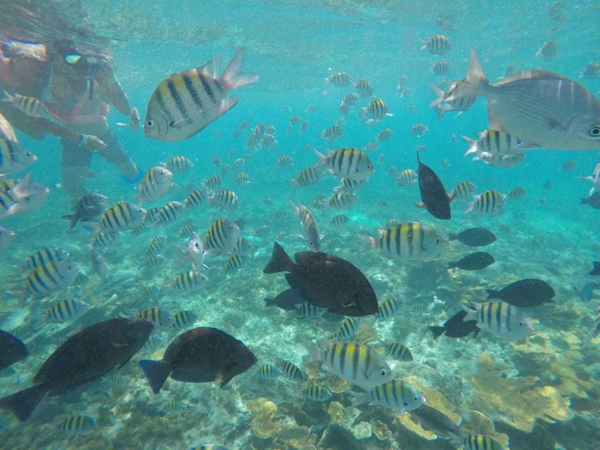 Cancun: 3-Hour Snorkel at Sunken Ship & Coral Reef - Included Gear and Amenities