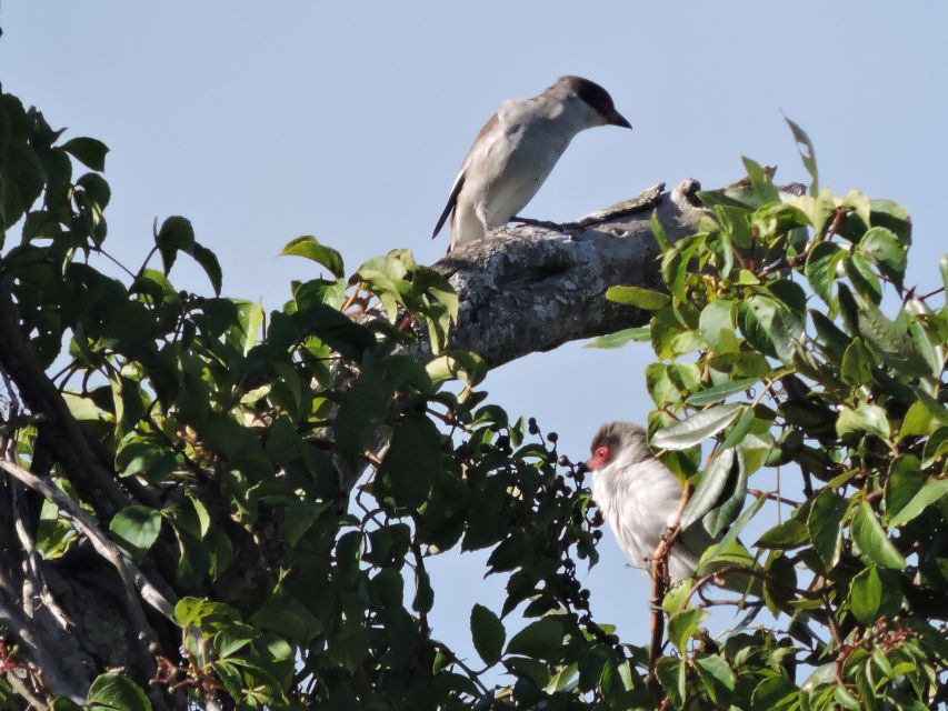 Cancun: Private Birdwatching Tour - Duration and Itinerary