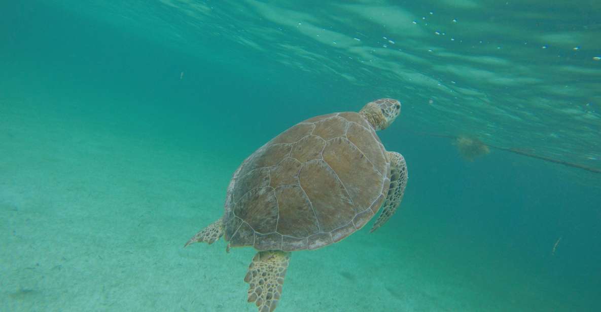 Cancún: Snorkeling With Marine Turtles - Nature Expert Guide