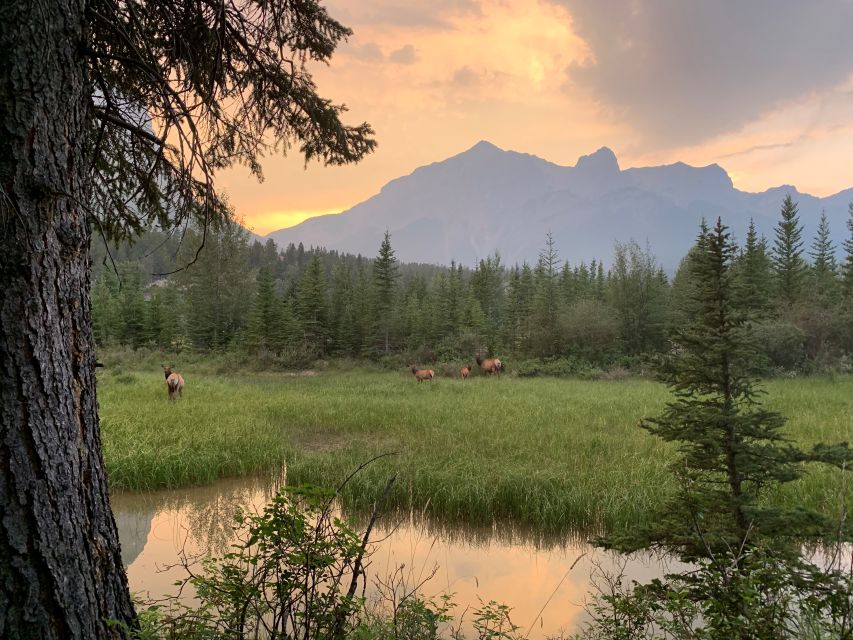 Canmore: 4-Hour Banff Park Safari Drive & Nature Walk - Photographic Gems