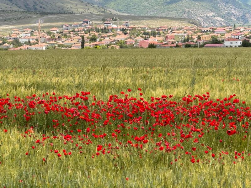 Cappadocia Private/Shared Green Tour (Ticket, Lunch Incl) - Customer Reviews