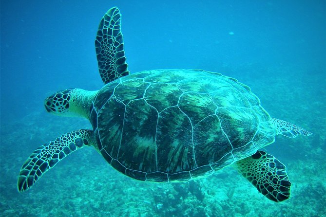 CAPTAIN ALANS 4hr -3 Islands-snorkeling-turtles-beach ADVENTURE - Snorkeling Highlights