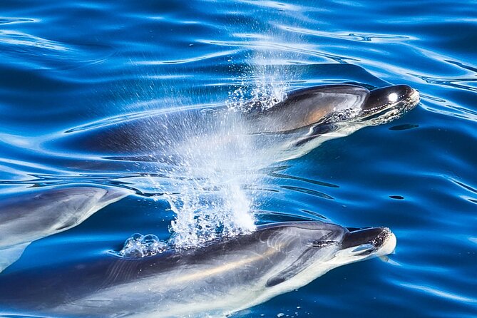 Carino Wildlife Cruises - Island and Wildlife Day Cruise - Booking Options and Policies