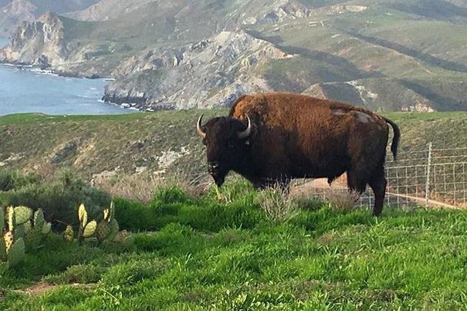 Catalina Island Bison Expedition - Scenic Views and Landscapes