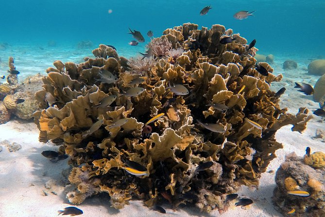 Certified Scuba Diving in Curacao - Booking Process