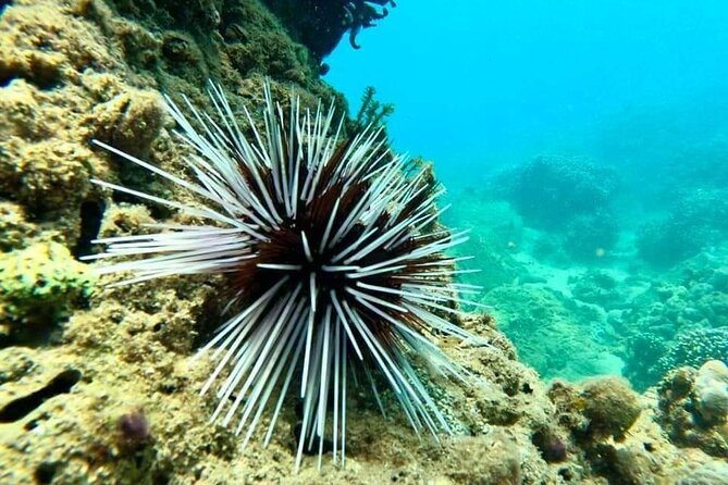 Cham Island Snorkeling Daily Group Tour, Sunbathing, Nice Beaches - Confirmation and Cancellation Policy