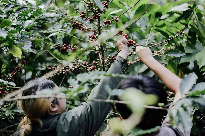 Chiangmai Coffee Farm Tour - Pickup and Meeting Points