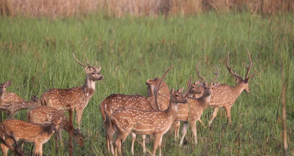 Chitwan Tower Night Stay, the Best Chitwan Safari Experience - Frequently Asked Questions