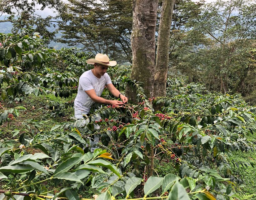 Coffee Farm and Salento Walking Tour With Lunch - Lunch Details