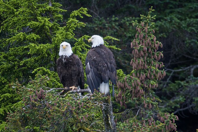 Columbia Glacier Cruise From Valdez - Tips for a Great Trip