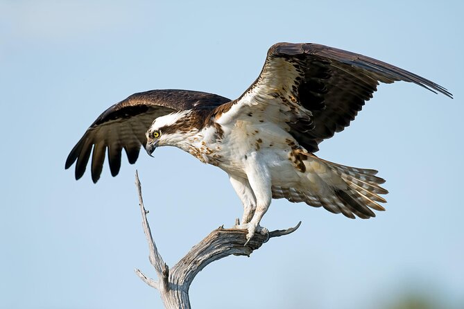 Copacetic Day Sail - Wildlife Spotting Opportunities