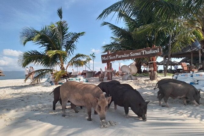 Coral and Pig Island: Koh Samui Island-Hopping Small Group Tour - Reviews and Customer Feedback