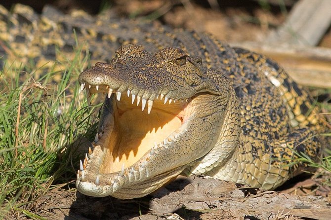 Corroboree Billabong Wetland Cruises - 2 Hour Sunset Cruise - Seasonal Insights and Tips