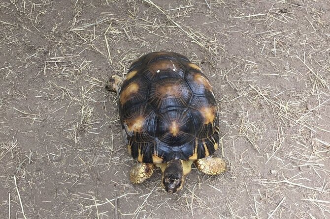 Corsica A Cupulatta Turtle Park Skip the Line Admission Ticket - Logistics and Accessibility