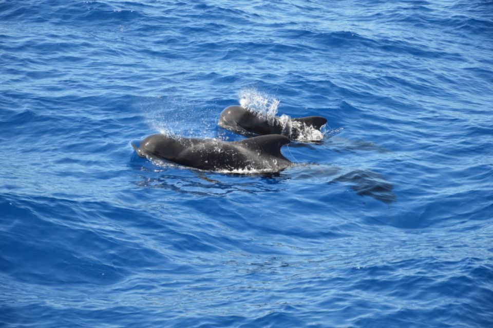 Costa Adeje: Private Whale and Dolphin Watching Tour - Frequently Asked Questions