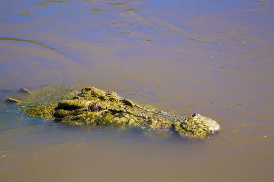 Darwin: Adelaide River Half-Day Jumping Crocs Cruise - Departure Details and Inclusions