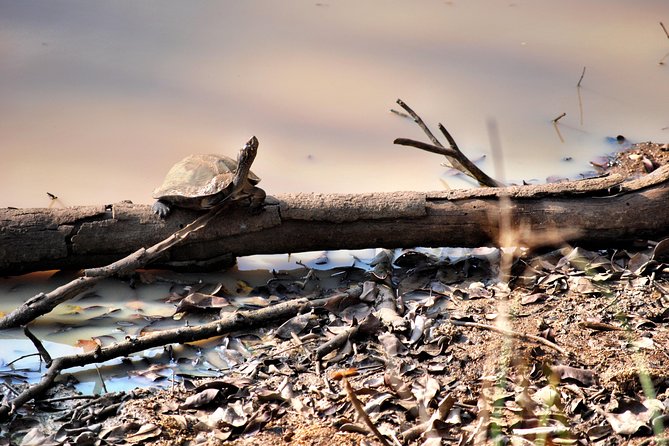 Day Tour to Wilpattu National Park From Colombo - Wildlife Sightings and Experiences