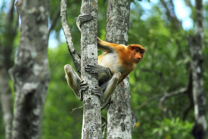 Day Trip Sepilok Orang Utan & Labuk Bay Proboscis Monkey - Customer Reviews