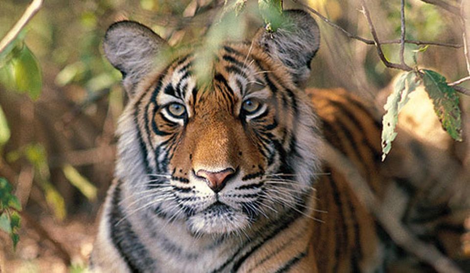 Delhi: Ranthambore National Park 3-Day Trip W/ Tiger Safari - Accessibility Features