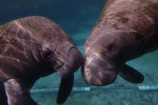 Deluxe Manatee Swim Tour - Guest Experiences and Reviews