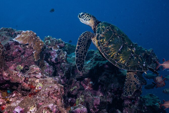 Discover Scuba Diving Class - Lahaina (Shore) - Customer Reviews and Ratings