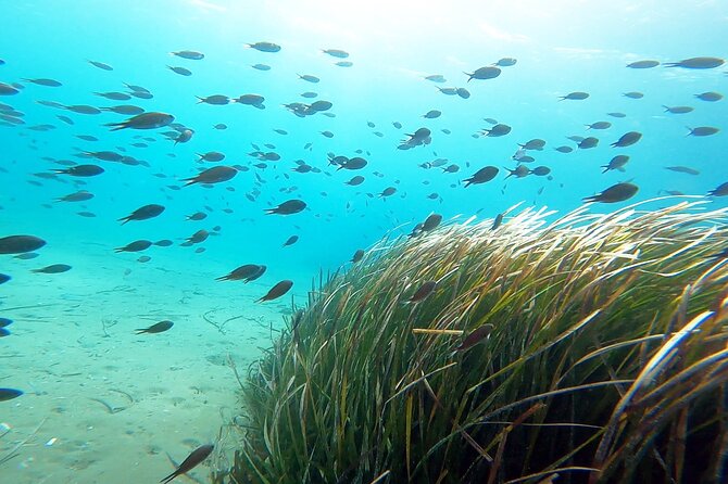 Discover Scuba Diving Experience in Nea Makri - Group Size and Booking