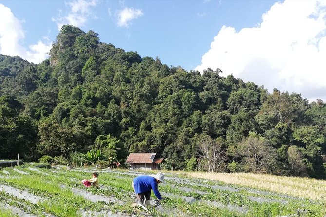 Doi Inthanon ,Waterfalls,Pagodas,Coffee Plantation, Hiking 2 Hrs. - Hiking Adventure