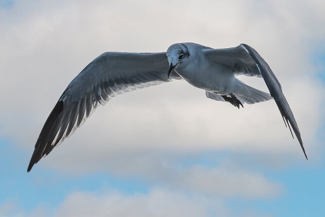 Dolphin and Nature Sunset Cruise From Orange Beach - Booking Information