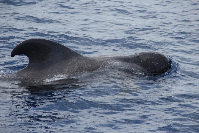 Dolphin and Whale Watching Catamaran Cruise From Funchal - Cetacean Sighting Guarantee