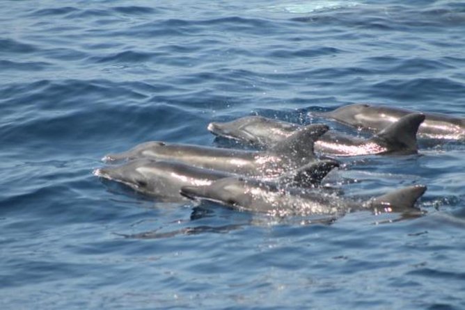 Dolphin and Whales Watching Cruise From Puerto Rico De Gran Canaria - Wildlife Sightings and Opportunities