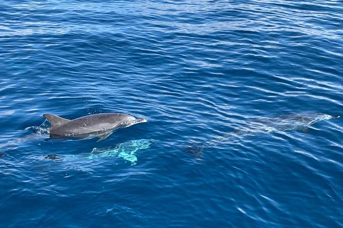 Dolphin Searching Tour in Puerto De Mogán (Keeper UNO Boat) - Accessibility and Restrictions