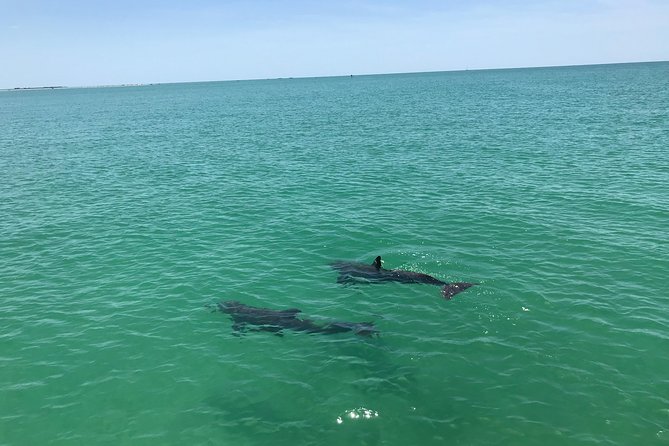 Dolphin Shelling Snorkeling Cruise in Tampa - Customer Reviews and Experiences